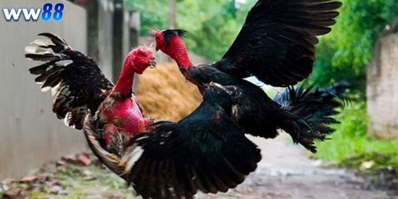 Người chơi cần chuẩn bị gì khi chơi đá gà