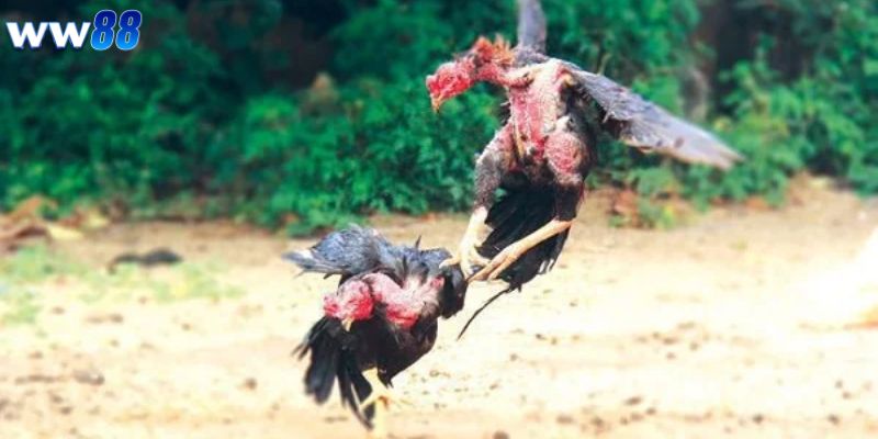 Các chiến thuật chơi đá gà tinh tế bách chiến bách thắng